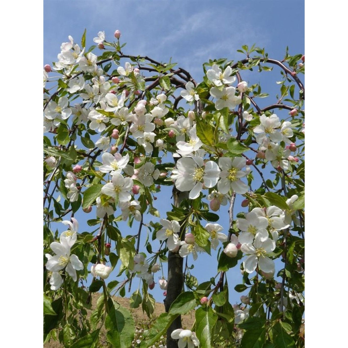 Äpple – Malus 'Fontana' - 120 CM Stem C10